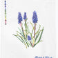 Grape Hyacinth