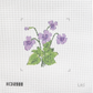 Lavender Flowers