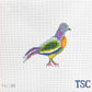 Fancy Pigeon