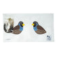 Quail
